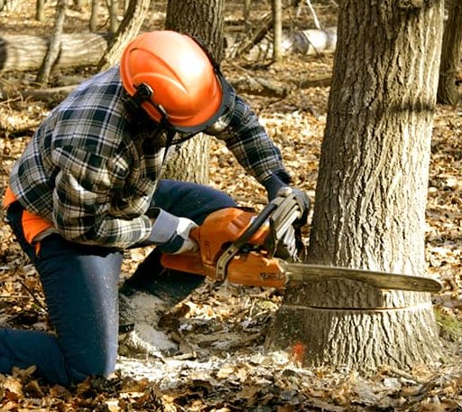 Tree Removal in Brewster, NE